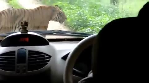 Tiger Attacks human