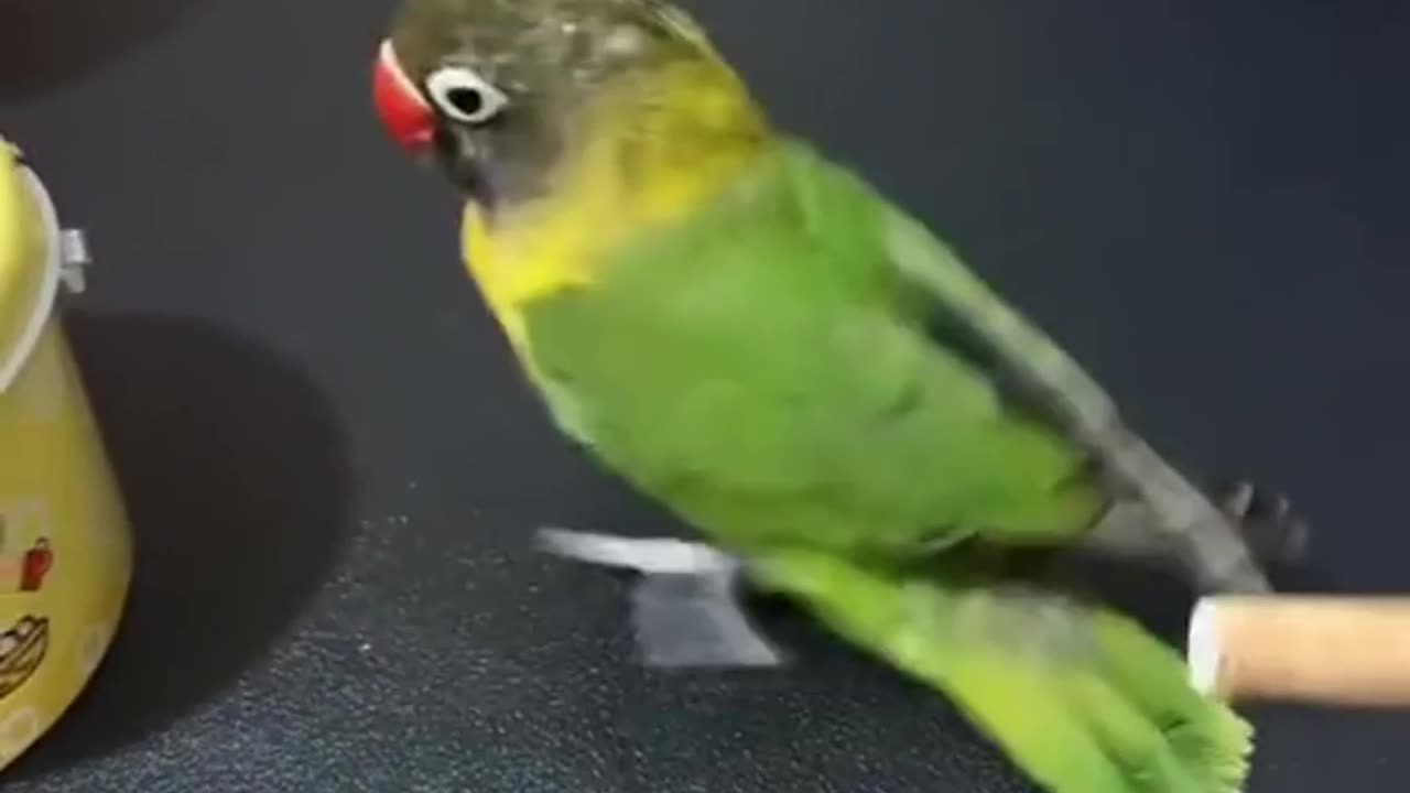 cutest Pet compilation🦜Vocal parrot