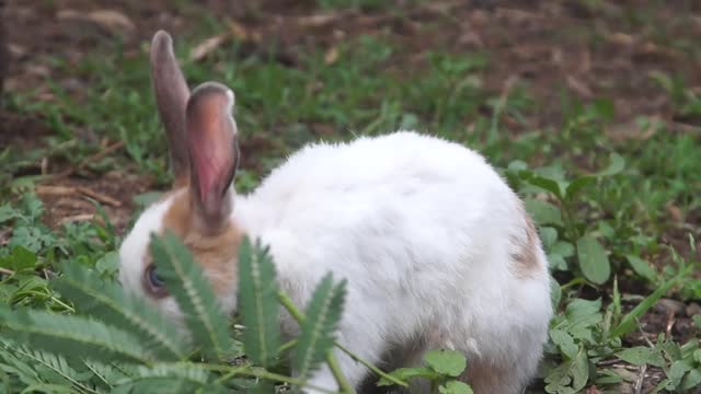 Rabbits Eating Green Plants