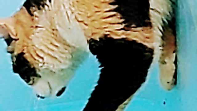 Mel loves pool water