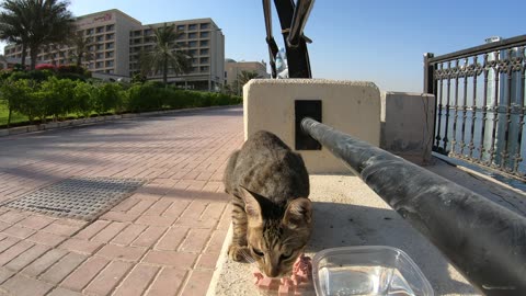 MICHAEL JACKSON - Homeless cat in Ras Al Khaimah, UAE #cat #cats #MichaelJackson #emirates #ae #UAE