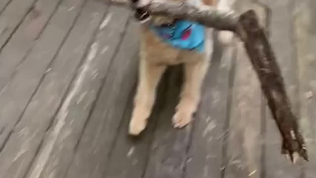 Funny dog collect the wood for cook food #funny dog#Puppy#