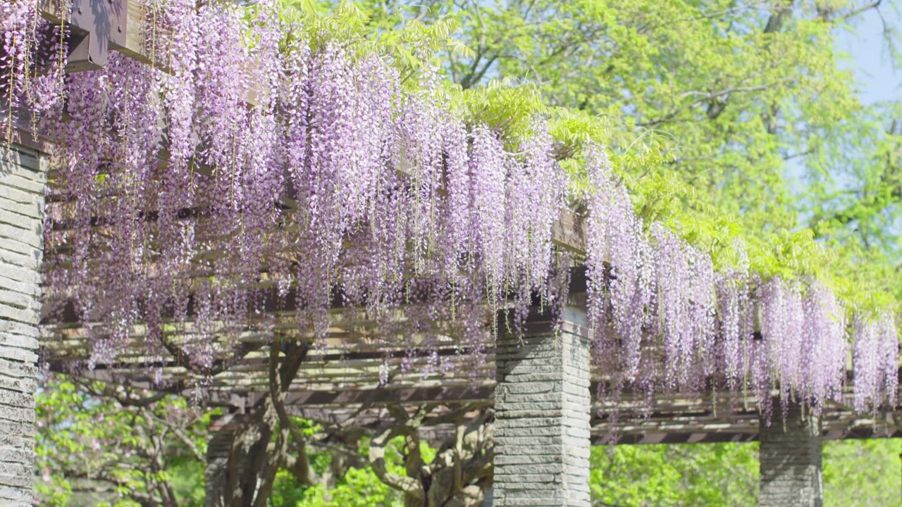 Outdoor Trellis