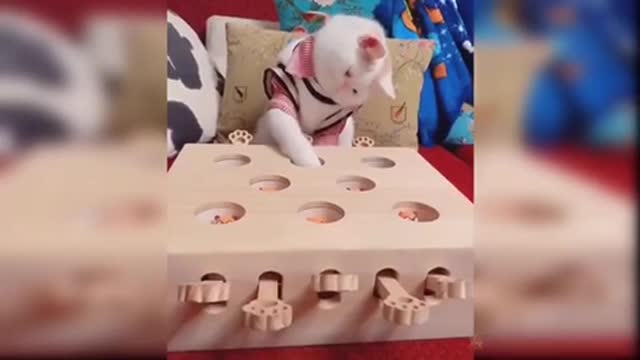 These cats are so cute and funny