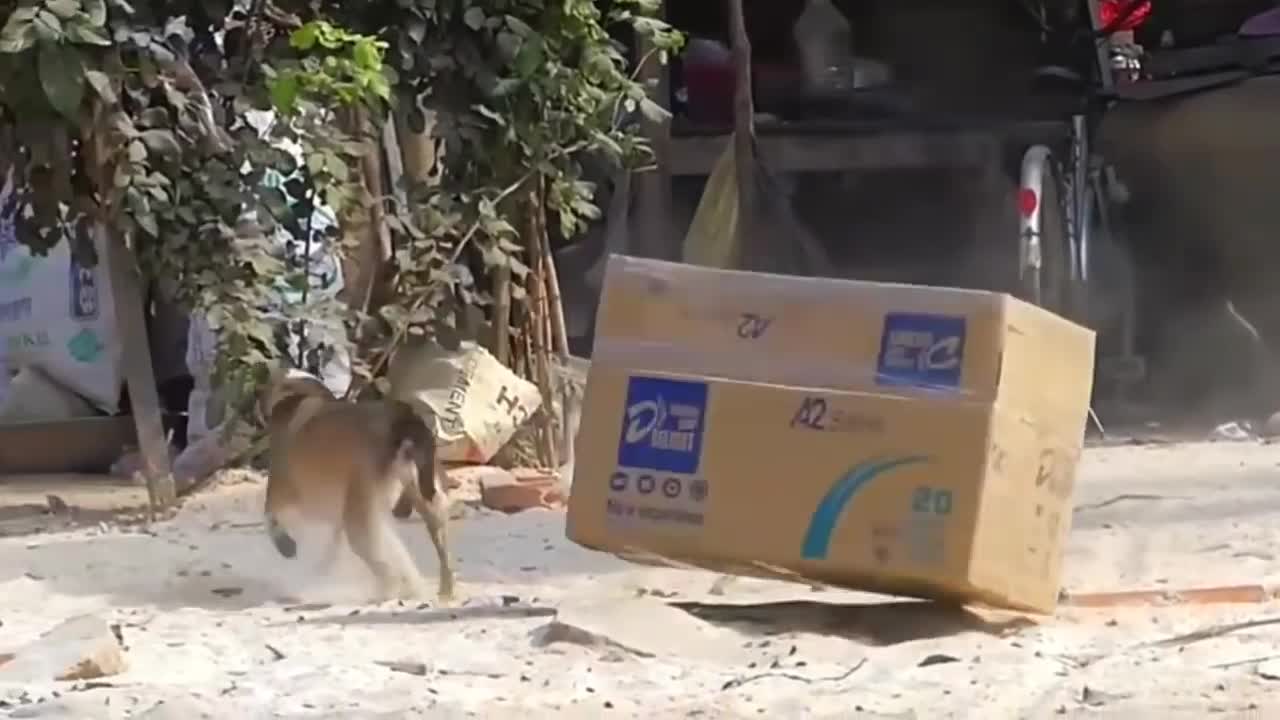 ANIMAL PRANKS