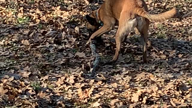 Big stick spin
