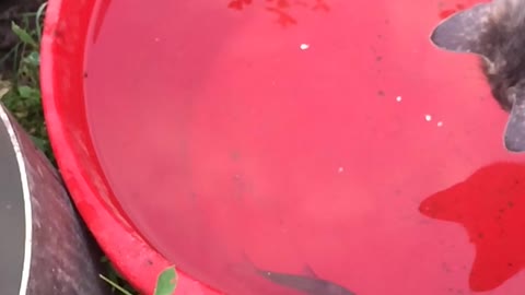 the cat fished the fish out of the basin