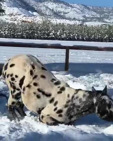 Snow rolls for Appaloosa!