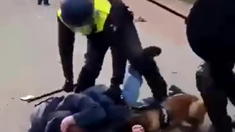 Polizei Holland Hund