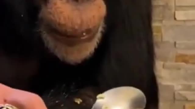 Chimpanzee Eating With Spoon!