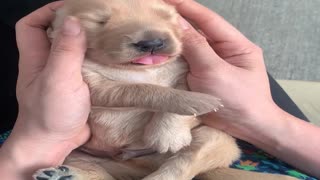 2 Week Old Pupper Gets a Head Massage