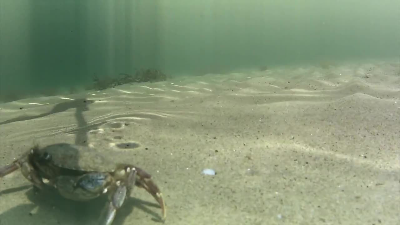 Crab Traveling Across Sand Underwater