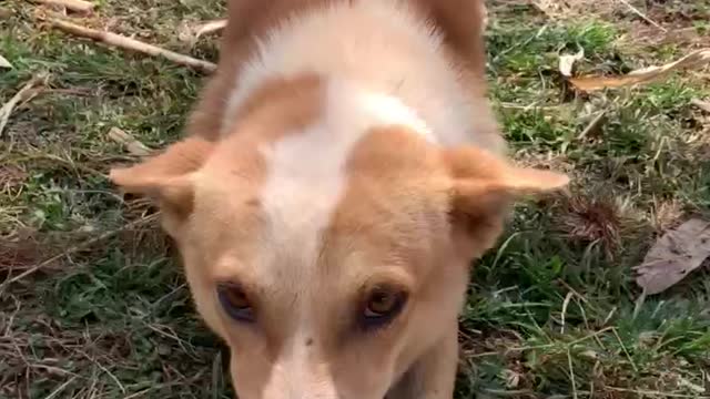 Big dog adorably confused by tiny litter of Humans