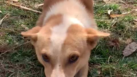 Big dog adorably confused by tiny litter of Humans