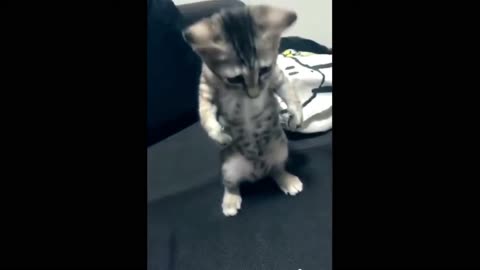 🤣Try not to laugh IMPOSSIBLE GOD LEVEL 100 impossible EXTREME animals