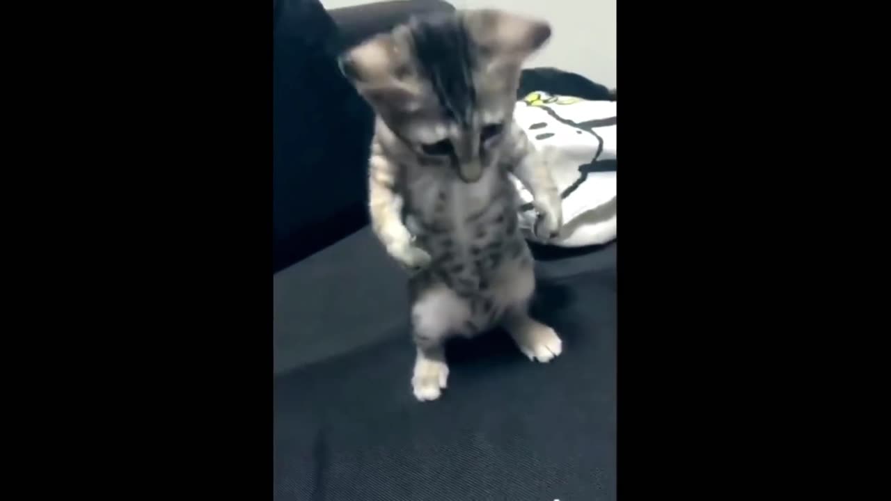 🤣Try not to laugh IMPOSSIBLE GOD LEVEL 100 impossible EXTREME animals
