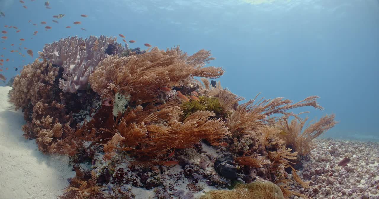 Coral Reefs of the Ocean 4k