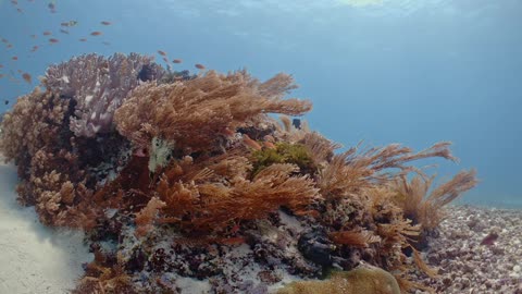 Coral Reefs of the Ocean 4k