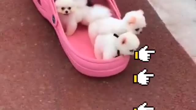 Cute animals doing funny