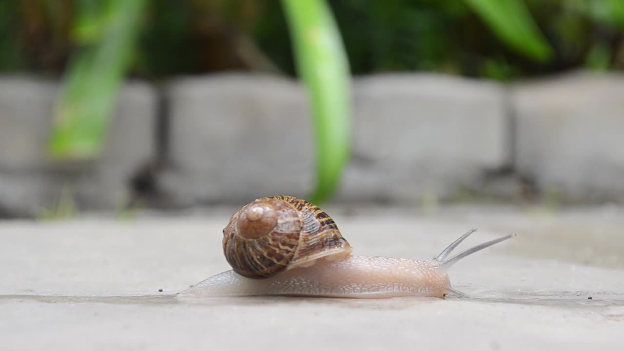 snail crawling on the ground