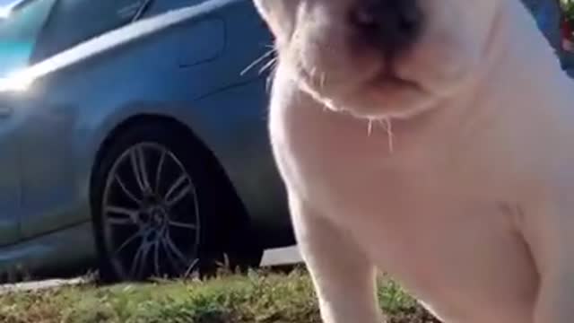 I Love Pets - Funny Pets Video Clips #Funny Pets