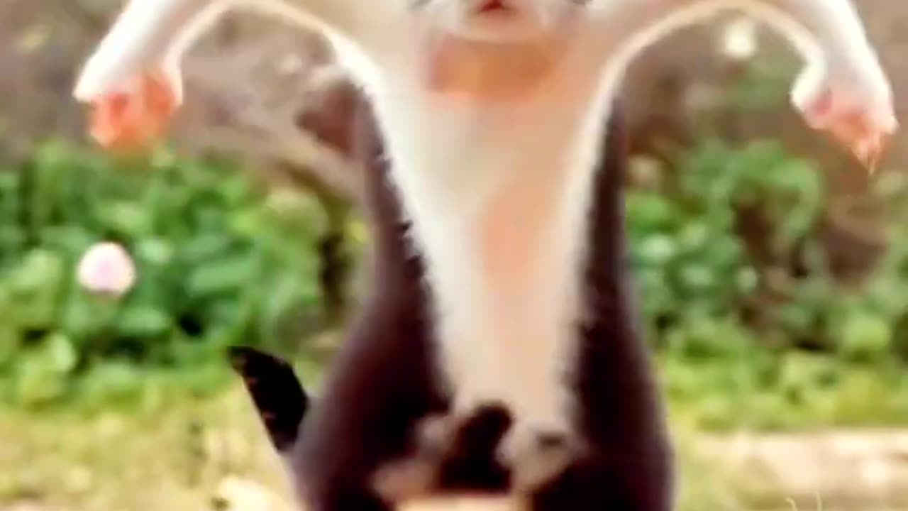 Cute funny cat dance