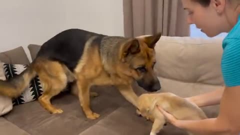 German Shepherd Confused by new Puppy