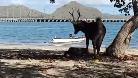 Komodo Dragon VS Deer