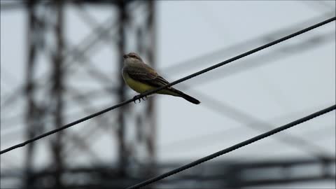 Western Kingbird