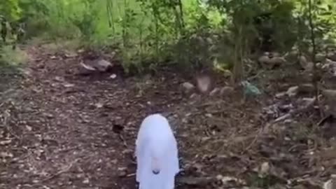 a dog in a ghost costume