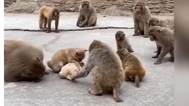 cut animals rabbits and dog as monkey playing video Rabbits farming in nepal