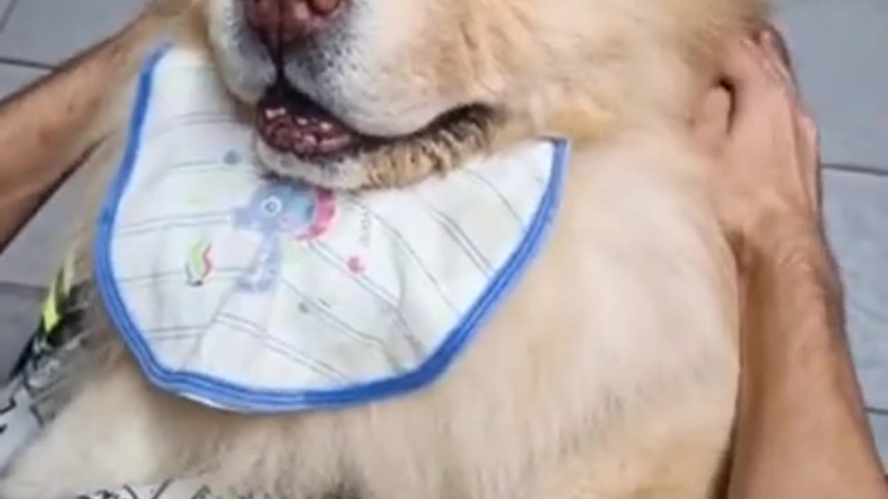 Funny dog videos so cute