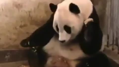 Poor panda