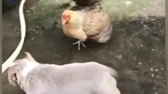 Funny Dog video - Hen And Dog Fight video #funny #hen #dog #fight #video #trendi