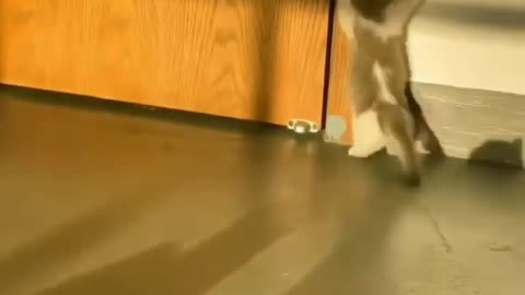 Cute baby cat's 🐱🐱 fun with fish