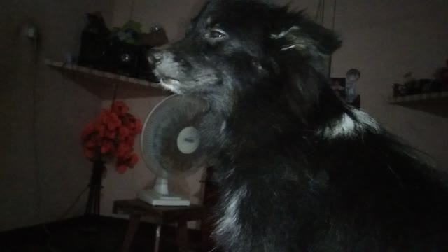 My funny home dog action withrommy