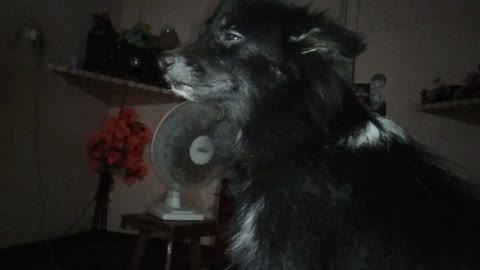 My funny home dog action withrommy