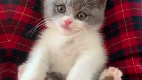 Super lazy cat | Cute Cats | Cutest Cats Compilation 2021 071