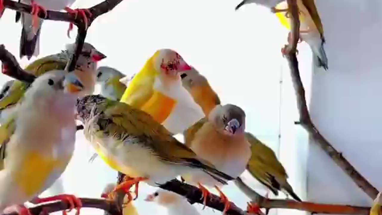 Singing Bird #viral