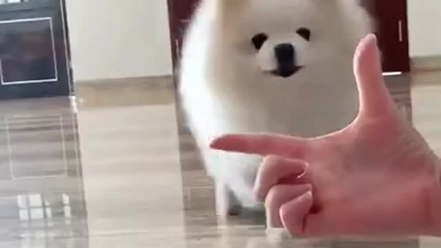 Cute dog video