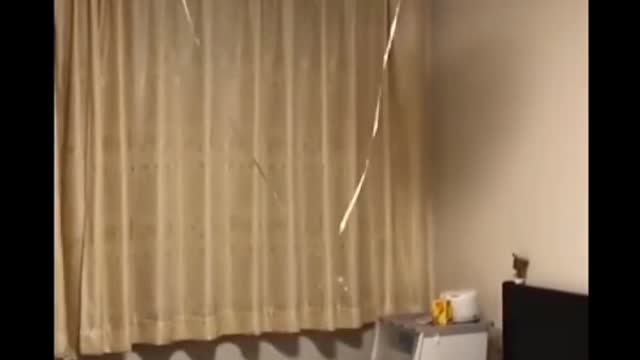 Funny cat 5