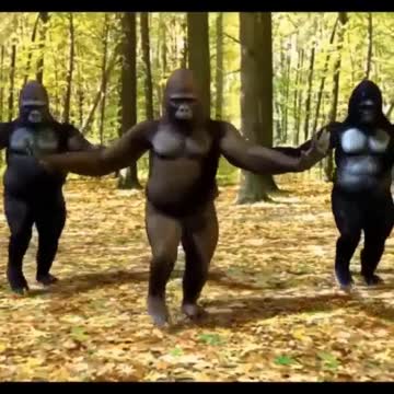 Pets, cats, dogs, and much more.