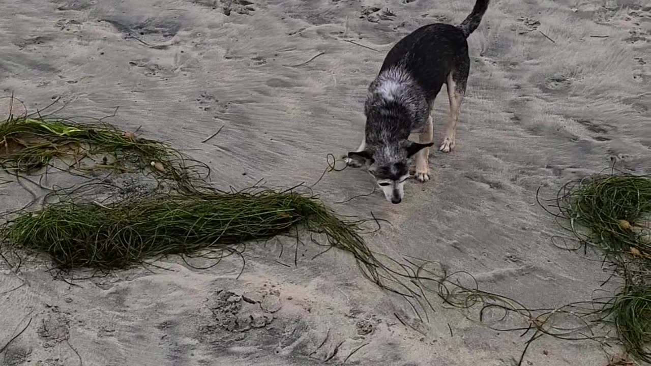 Dog Beach San Diego, Ca