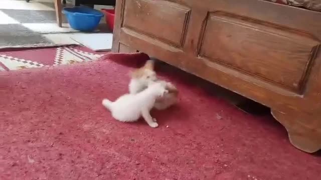 Cute two kittens