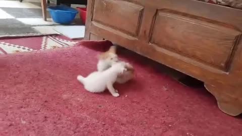 Cute two kittens