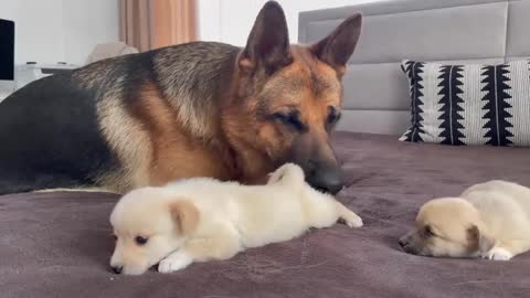 German shepherd meets puppies for the first time