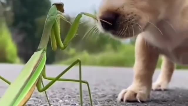 Cute Puppy Playing with a Grasshoper