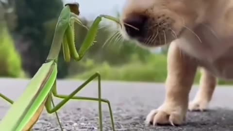 Cute Puppy Playing with a Grasshoper