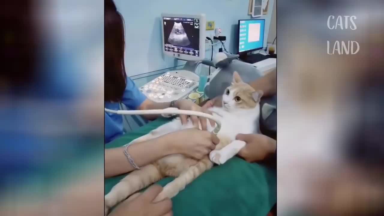 Its a Awesome funny video