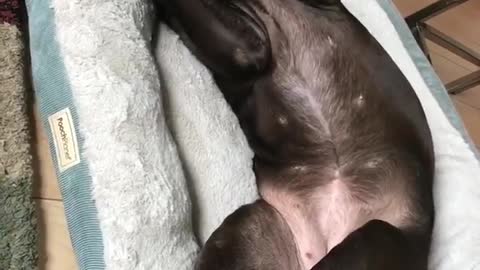 Black dog laying upside down in dog bed scratching itself